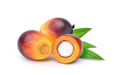 Oil Palm Tree, Names Of Fruits, Palm Tree Types, Name For Kids, Fruits Name In English, Tree Types, Palm Fruit, Fruit Names