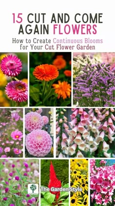 3 Season Flower Bed Plan, How To Start A Cut Flower Garden, Flowers To Grow For Bouquets, Fresh Cut Flower Garden, Guest Bedroom Rustic, Flowers That Come Back Every Year, Cut And Come Again Flowers, Small Cut Flower Garden Layout, Cut Flower Garden Ideas