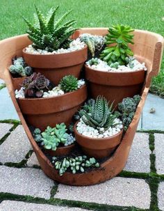 there are many succulents in the potted planter