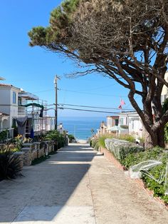 an empty street next to the ocean with houses on both sides and trees in the foreground