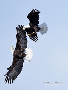 two bald eagles are flying in the sky with their talons extended out and facing each other