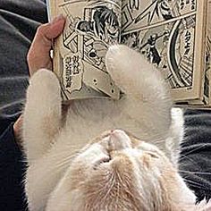 a cat laying on its back while reading a book with it's paw up