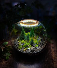 a glass bowl filled with plants and rocks