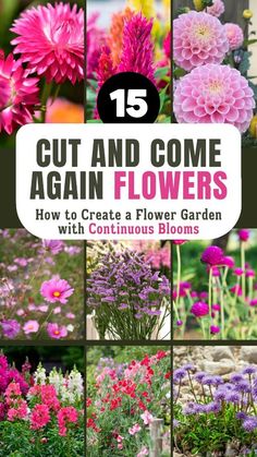 flowers with the title 15 cut and come again flowers how to create a flower garden with continuous blooms