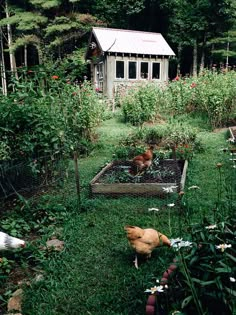 two chickens are in the yard next to a chicken coop and some flowers on the grass