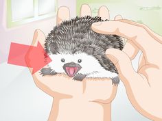 a hedgehog being held by someone's hand with an arrow pointing to it