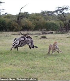 two zebras and a cheetah running through the grass in front of trees