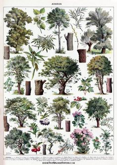 various trees and shrubs are depicted in this illustration from the natural history of america, volume i