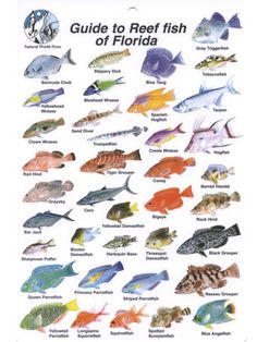 the guide to reef fish of florida is shown in this poster, which shows different types and