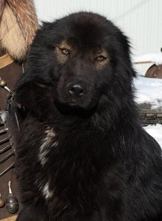 a large black dog sitting on top of a wooden bench next to a snow covered ground