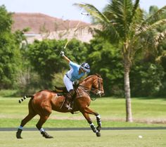 a person on a horse playing polo in front of some palm trees and grass,