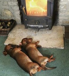 three puppies laying on the floor in front of an open fire place