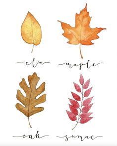 four different types of leaves with the words autumn and maple written in cursive writing