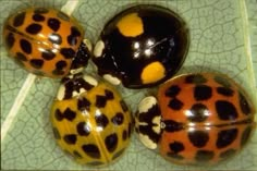 four different colored ladybugs sitting on top of a green leaf covered floor next to each other