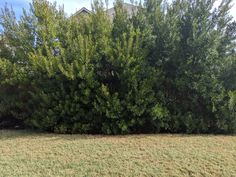 an area with grass and trees in the background