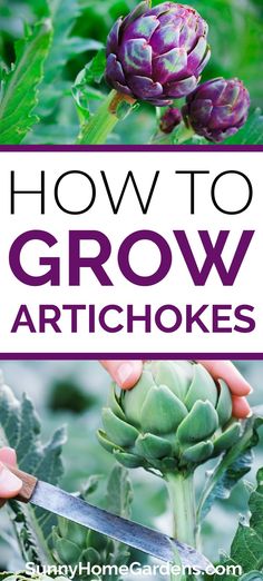 how to grow artichokes in the garden with text overlay that reads, how to grow artichokes