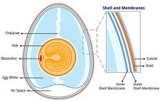 the structure of an egg shell