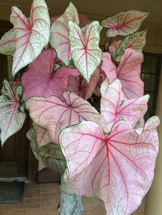 pink and white leaves in a vase on the ground