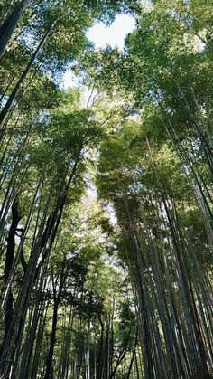 the sky is very bright in this bamboo forest