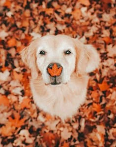 a white dog with an orange leaf in its mouth looking up at the camera, surrounded by leaves