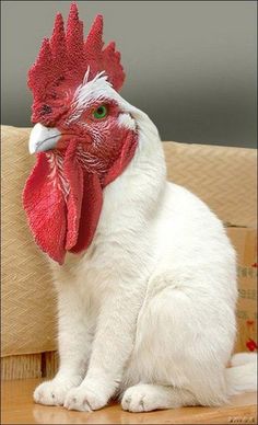 a white cat sitting on top of a wooden floor next to a chicken with green eyes