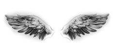 two black and white wings on a white background