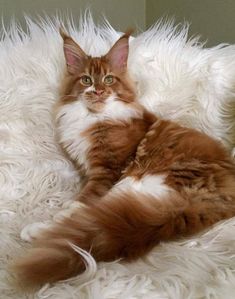 a cat laying on top of a fluffy white blanket