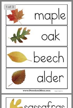 the words maple, oak and beech are shown