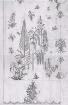 a drawing of various plants and flowers on paper