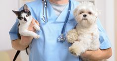 a man in scrubs holding two cats and a dog