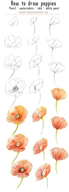 how to draw poppies with colored pencils