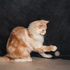 an orange and white cat playing with a ball on the floor in front of a black background