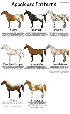 the different types of horses that are available in each horse's body shape and colors