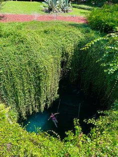 a hole in the ground that is surrounded by green plants and bushes, with a person swimming into it