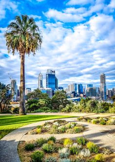 a palm tree in the middle of a grassy area with buildings in the back ground