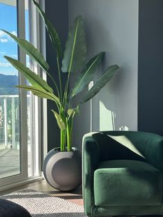 a living room with a green chair and large plant in the corner next to it