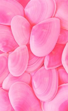 pink petals are arranged in the shape of hearts