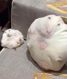 two hamsters sitting on top of a couch next to each other