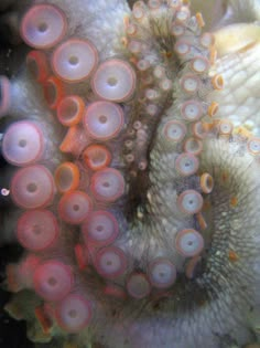 an octopus is hiding in the coral with it's eyes open