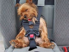 a small brown dog sitting in the back seat of a car with his head down