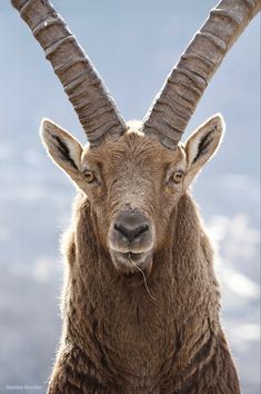 an animal with very long horns standing in front of the camera, looking at the camera