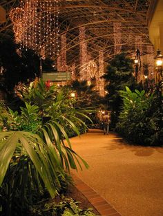 a walkway with lights hanging from it's ceiling and plants in the foreground