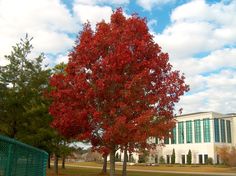 a tree with red leaves in front of a white building and green fenced area