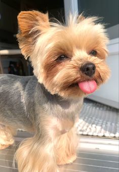 a small dog standing on top of a metal table with its tongue out and it's tongue hanging out