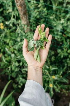 a person holding up some leaves in their hand