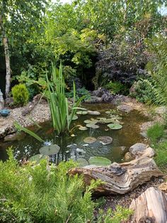 a small pond surrounded by trees and plants