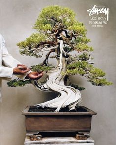 a bonsai tree is being displayed in front of a man's hand,