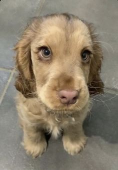 a small brown dog sitting on top of a tile floor