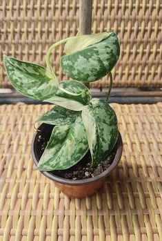 a potted plant sitting on top of a woven table cloth next to a wooden pole