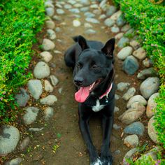 a black dog laying on top of a dirt road next to green grass and rocks